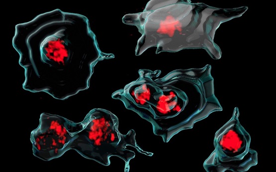 Swansea University has helped uncover a surprising new role for platelets