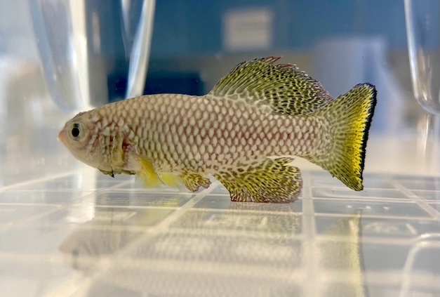 The African Turquoise Killifish.