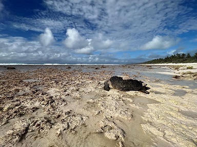 Nesting green turtle heading back to sea over the reef flat