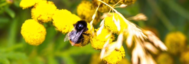 Bumble bee on flower