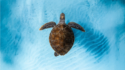 turtle in the sea