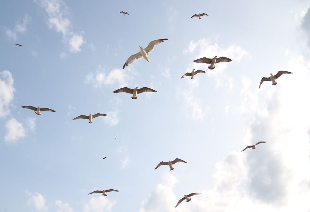 Birds image